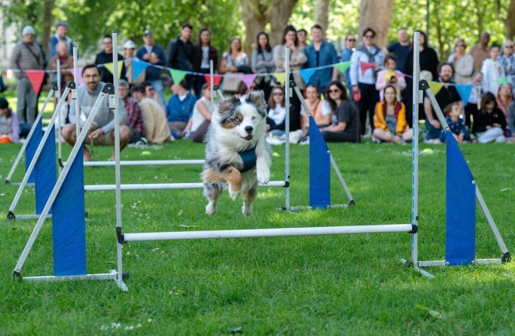 Healthy Owner Healthy Dog